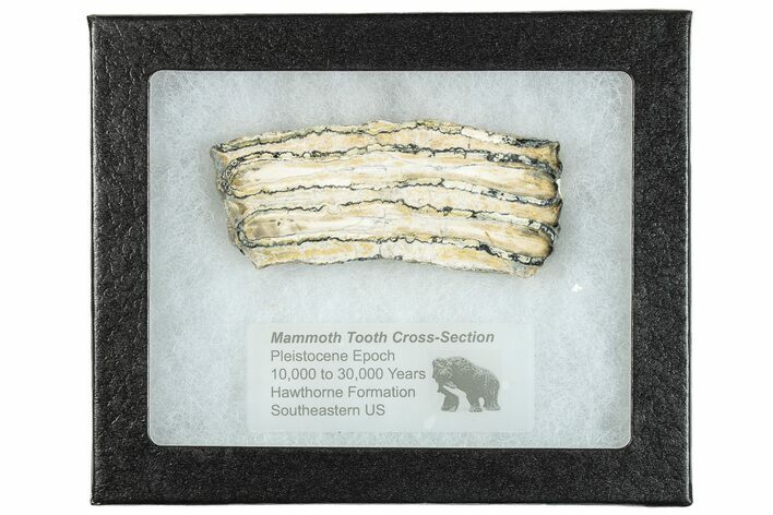 Mammoth Molar Slice With Case - South Carolina #291196